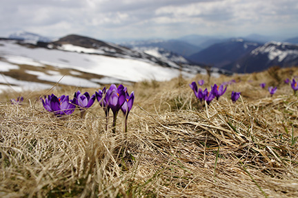 Crocuses peep out of the winter ground